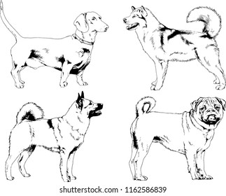 vector drawings sketches pedigree dogs in the racks drawn in ink by hand , objects with no background