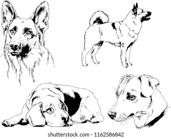vector drawings sketches pedigree dogs in the racks drawn in ink by hand , objects with no background