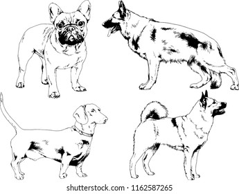 vector drawings sketches pedigree dogs in the racks drawn in ink by hand , objects with no background