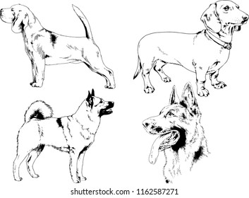 vector drawings sketches pedigree dogs in the racks drawn in ink by hand , objects with no background