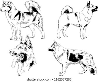 vector drawings sketches pedigree dogs in the racks drawn in ink by hand , objects with no background