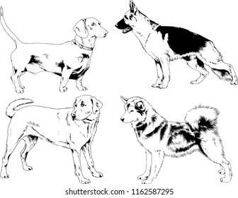 vector drawings sketches pedigree dogs in the racks drawn in ink by hand , objects with no background