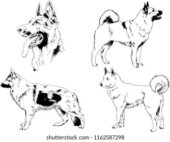 vector drawings sketches pedigree dogs in the racks drawn in ink by hand , objects with no background