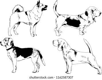 vector drawings sketches pedigree dogs in the racks drawn in ink by hand , objects with no background