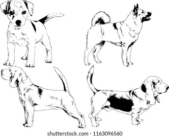 vector drawings sketches pedigree dogs in the racks drawn in ink by hand , objects with no background
