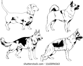 vector drawings sketches pedigree dogs in the racks drawn in ink by hand , objects with no background