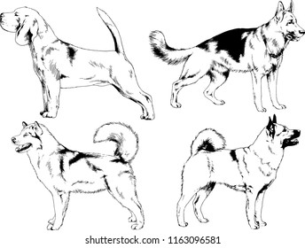 vector drawings sketches pedigree dogs in the racks drawn in ink by hand , objects with no background