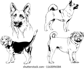 vector drawings sketches pedigree dogs in the racks drawn in ink by hand , objects with no background