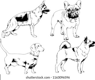 vector drawings sketches pedigree dogs in the racks drawn in ink by hand , objects with no background