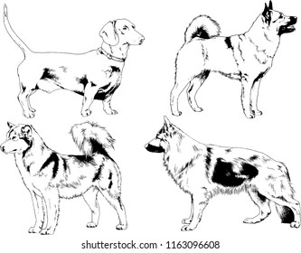 vector drawings sketches pedigree dogs in the racks drawn in ink by hand , objects with no background