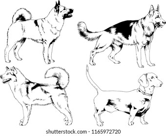 vector drawings sketches pedigree dogs in the racks drawn in ink by hand , objects with no background