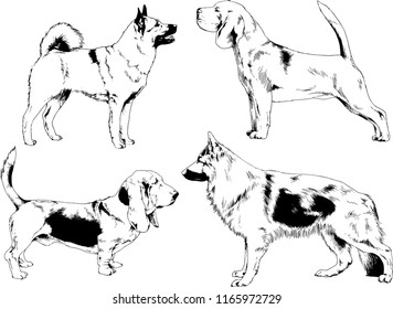 vector drawings sketches pedigree dogs in the racks drawn in ink by hand , objects with no background