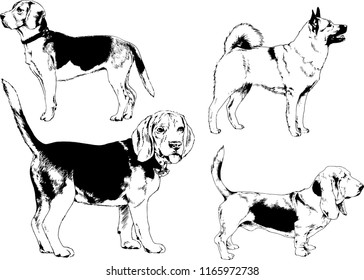 vector drawings sketches pedigree dogs in the racks drawn in ink by hand , objects with no background