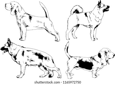 vector drawings sketches pedigree dogs in the racks drawn in ink by hand , objects with no background