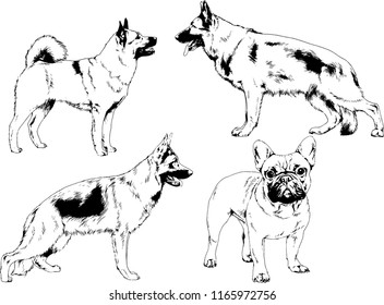 vector drawings sketches pedigree dogs in the racks drawn in ink by hand , objects with no background