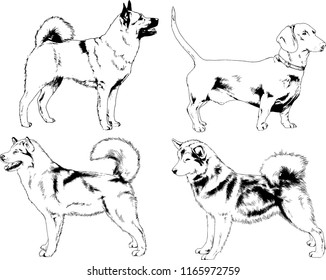 vector drawings sketches pedigree dogs in the racks drawn in ink by hand , objects with no background
