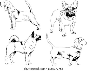 vector drawings sketches pedigree dogs in the racks drawn in ink by hand , objects with no background