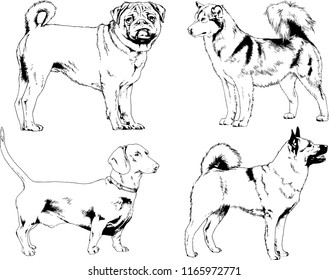 vector drawings sketches pedigree dogs in the racks drawn in ink by hand , objects with no background