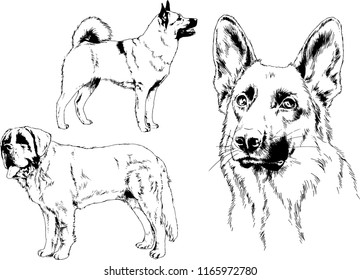 vector drawings sketches pedigree dogs in the racks drawn in ink by hand , objects with no background