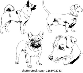 vector drawings sketches pedigree dogs in the racks drawn in ink by hand , objects with no background
