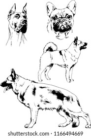 vector drawings sketches pedigree dogs in the racks drawn in ink by hand , objects with no background