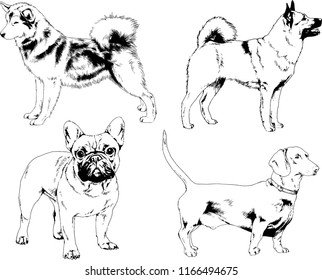 vector drawings sketches pedigree dogs in the racks drawn in ink by hand , objects with no background