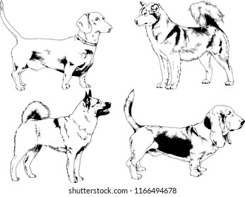 vector drawings sketches pedigree dogs in the racks drawn in ink by hand , objects with no background