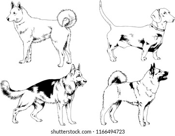 vector drawings sketches pedigree dogs in the racks drawn in ink by hand , objects with no background