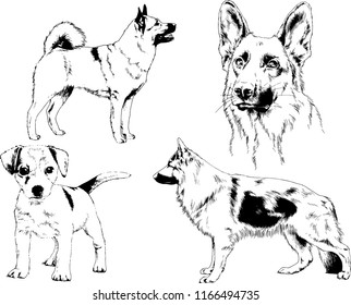 vector drawings sketches pedigree dogs in the racks drawn in ink by hand , objects with no background