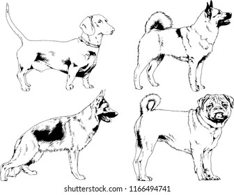 vector drawings sketches pedigree dogs in the racks drawn in ink by hand , objects with no background