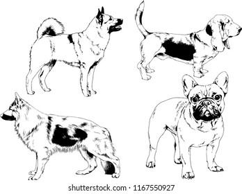 vector drawings sketches pedigree dogs in the racks drawn in ink by hand , objects with no background