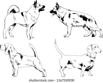 vector drawings sketches pedigree dogs in the racks drawn in ink by hand , objects with no background