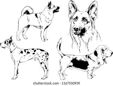 vector drawings sketches pedigree dogs in the racks drawn in ink by hand , objects with no background
