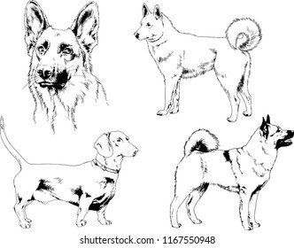 vector drawings sketches pedigree dogs in the racks drawn in ink by hand , objects with no background