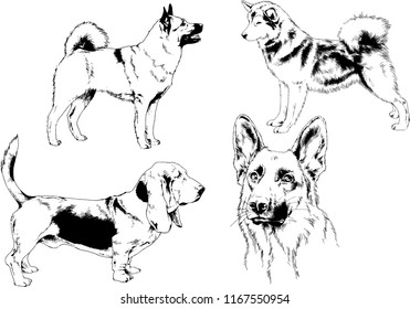 vector drawings sketches pedigree dogs in the racks drawn in ink by hand , objects with no background