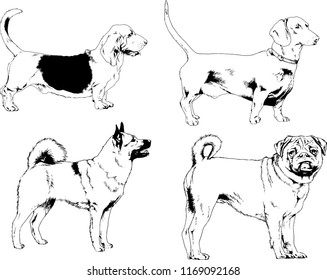 vector drawings sketches pedigree dogs in the racks drawn in ink by hand , objects with no background