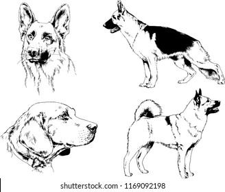 vector drawings sketches pedigree dogs in the racks drawn in ink by hand , objects with no background