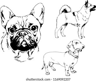vector drawings sketches pedigree dogs in the racks drawn in ink by hand , objects with no background