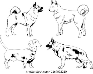 vector drawings sketches pedigree dogs in the racks drawn in ink by hand , objects with no background