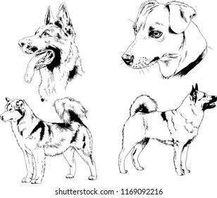 vector drawings sketches pedigree dogs in the racks drawn in ink by hand , objects with no background