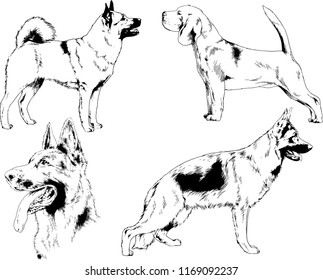 vector drawings sketches pedigree dogs in the racks drawn in ink by hand , objects with no background