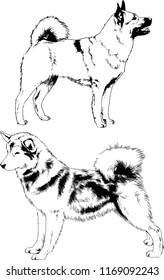 vector drawings sketches pedigree dogs in the racks drawn in ink by hand , objects with no background