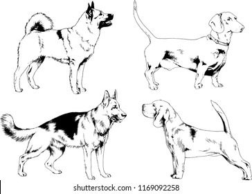 vector drawings sketches pedigree dogs in the racks drawn in ink by hand , objects with no background