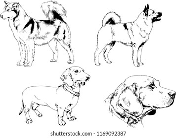 vector drawings sketches pedigree dogs in the racks drawn in ink by hand , objects with no background