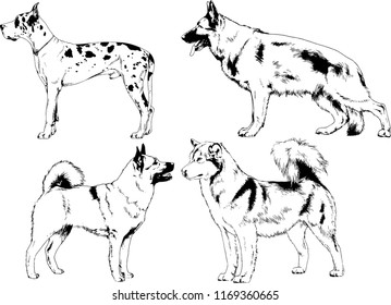 vector drawings sketches pedigree dogs in the racks drawn in ink by hand , objects with no background