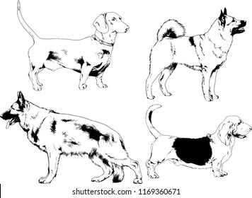 vector drawings sketches pedigree dogs in the racks drawn in ink by hand , objects with no background