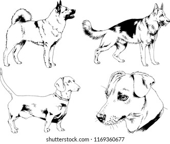 vector drawings sketches pedigree dogs in the racks drawn in ink by hand , objects with no background