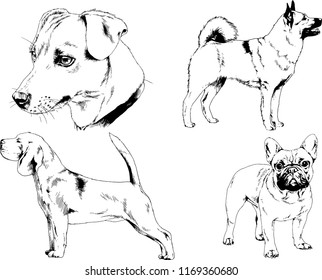 vector drawings sketches pedigree dogs in the racks drawn in ink by hand , objects with no background