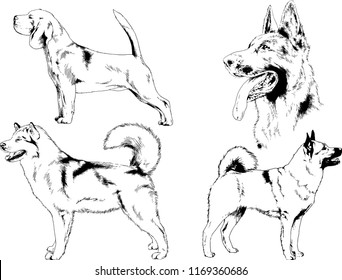 vector drawings sketches pedigree dogs in the racks drawn in ink by hand , objects with no background