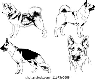 vector drawings sketches pedigree dogs in the racks drawn in ink by hand , objects with no background